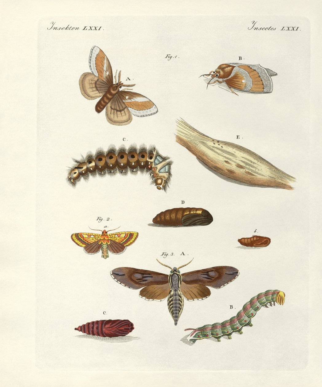Mariposas dañinas de German School