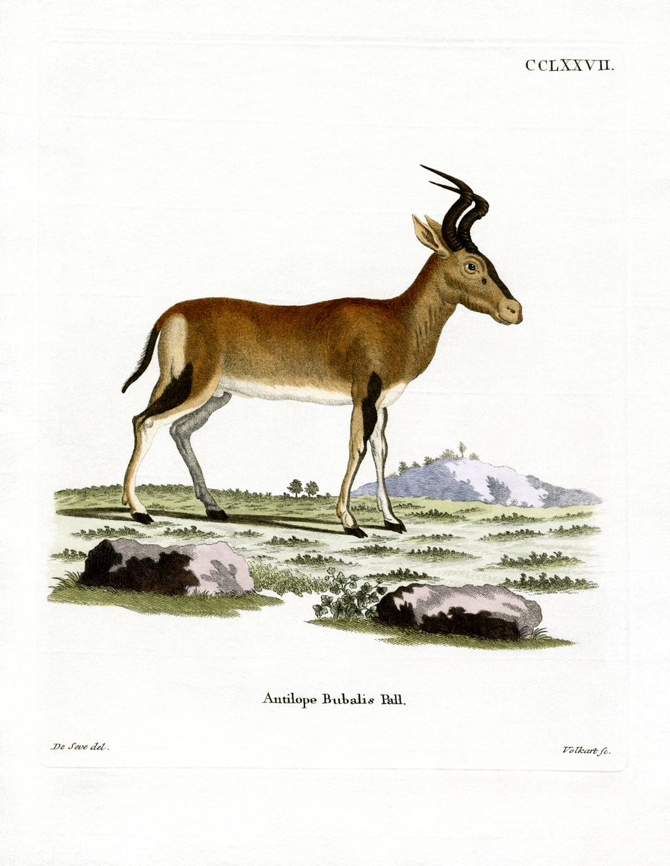 Hartebeest de German School