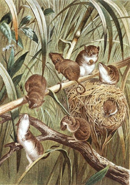 Ratón de cosecha, lámina de 