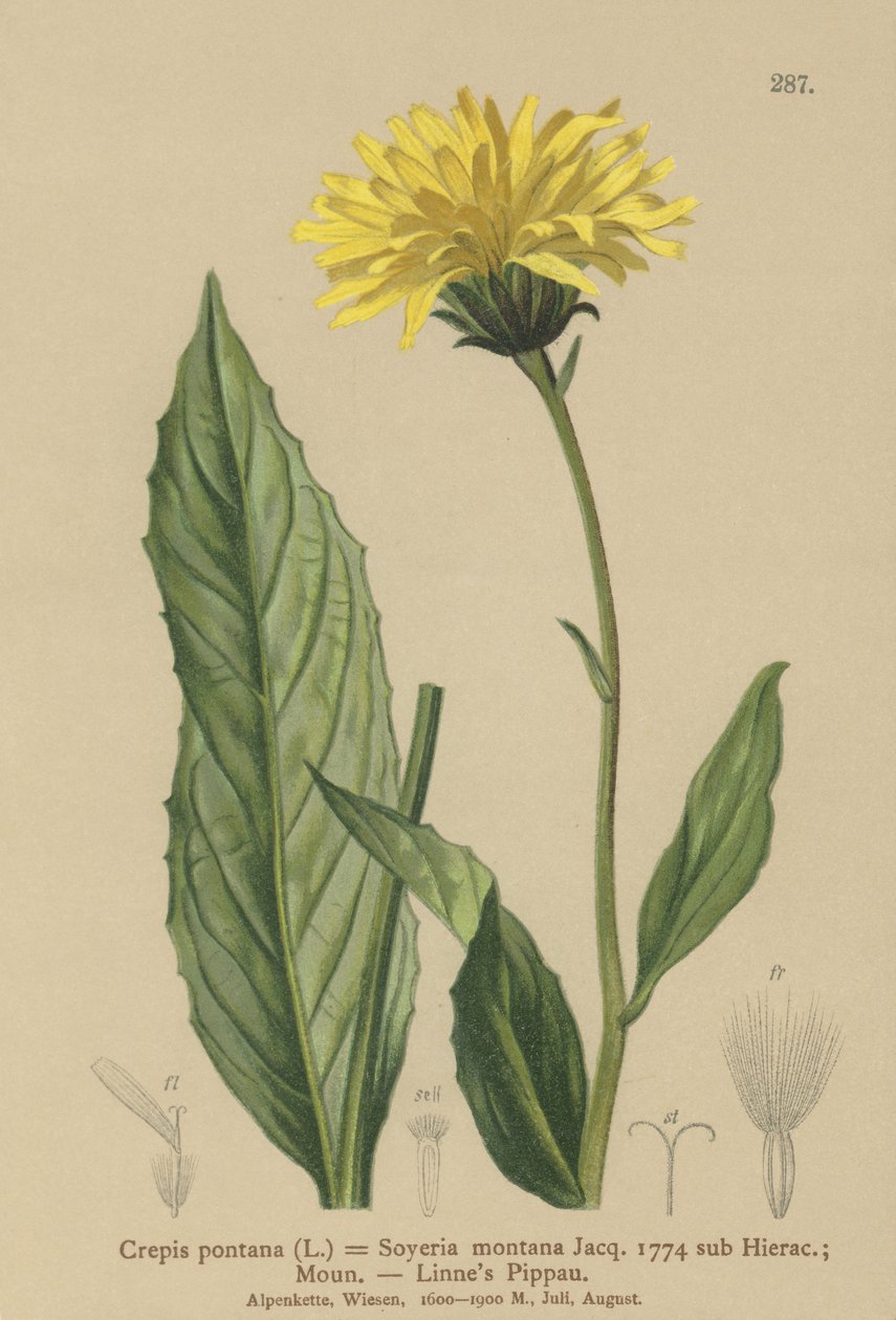 Crepis (Crepis bocconi, Crepis pontana, Crepis montana, Hieracium montanum, Soyeria montana) de German School