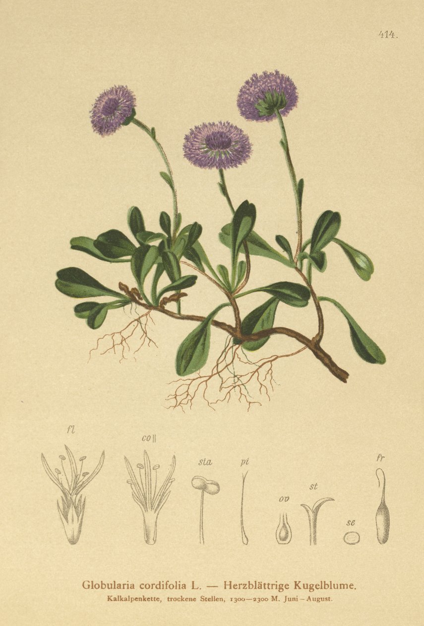 Margarita de globo de hoja de corazón (Globularia cordifolia) de German School