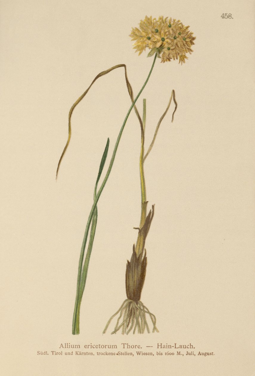 Ajo de Brezo (Allium ericetorum, Allium ambiguum, Allium graminifolium) de German School