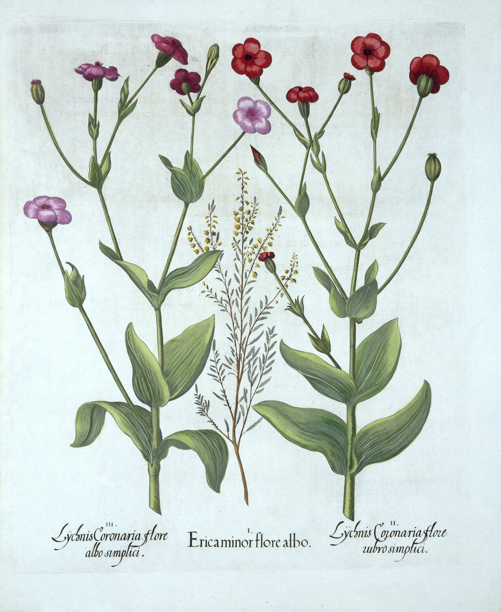 Brezo y dos tipos de Lychnis, de Hortus Eystettensis, por Basil Besler (1561-1629), pub. 1613 de German School