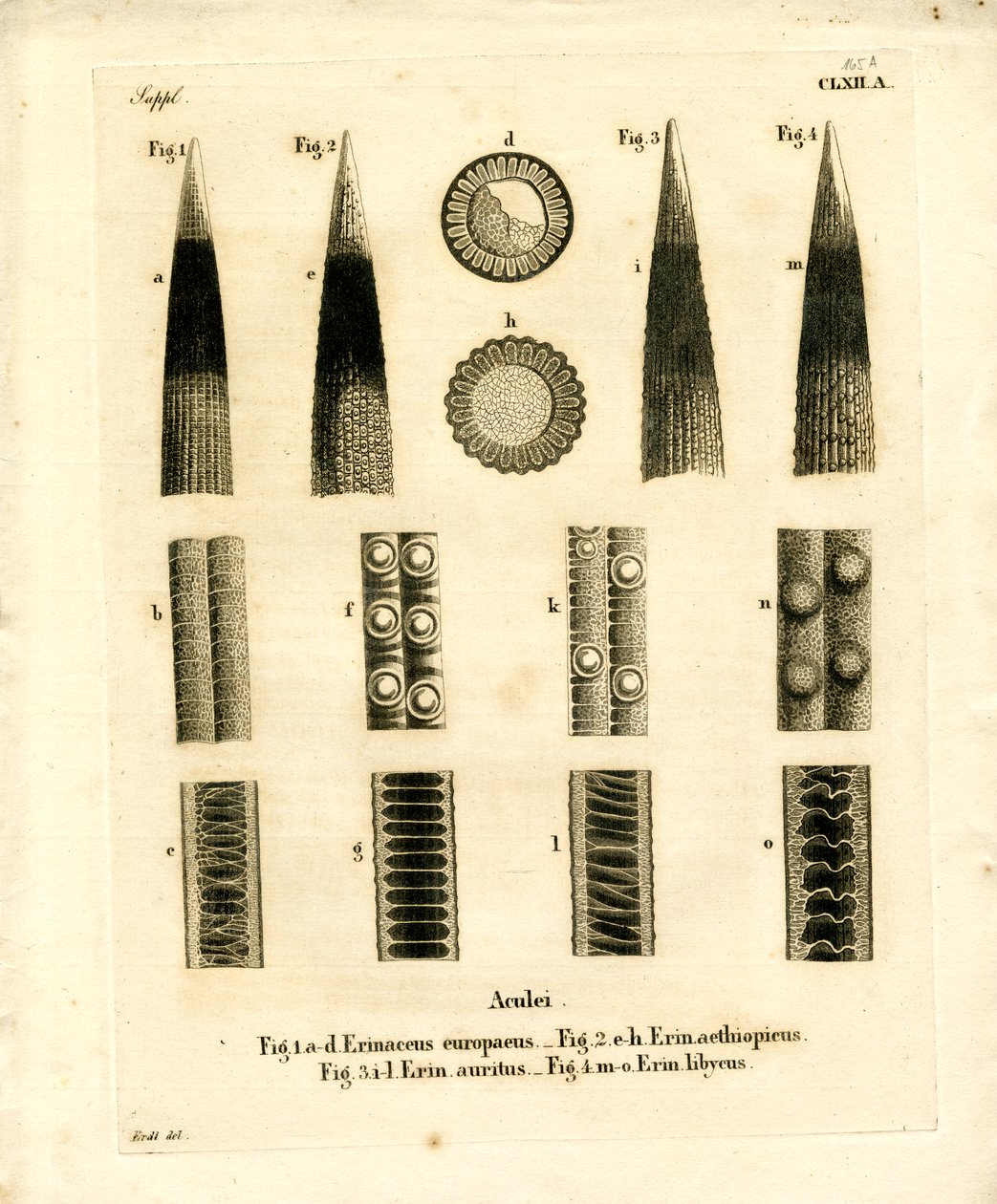 Erizo de German School