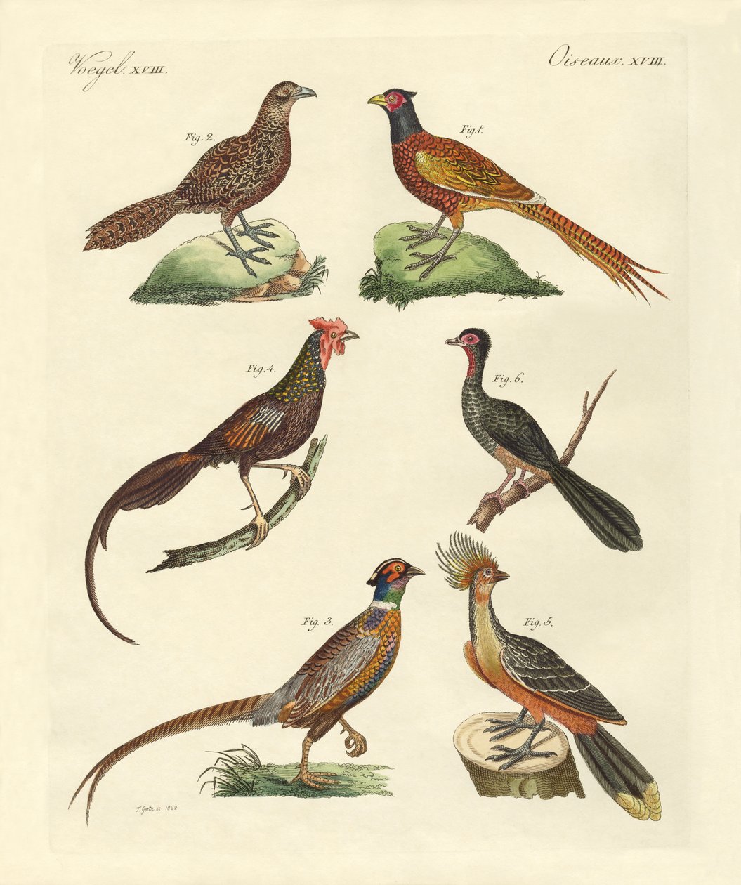 Aves galliformes de German School