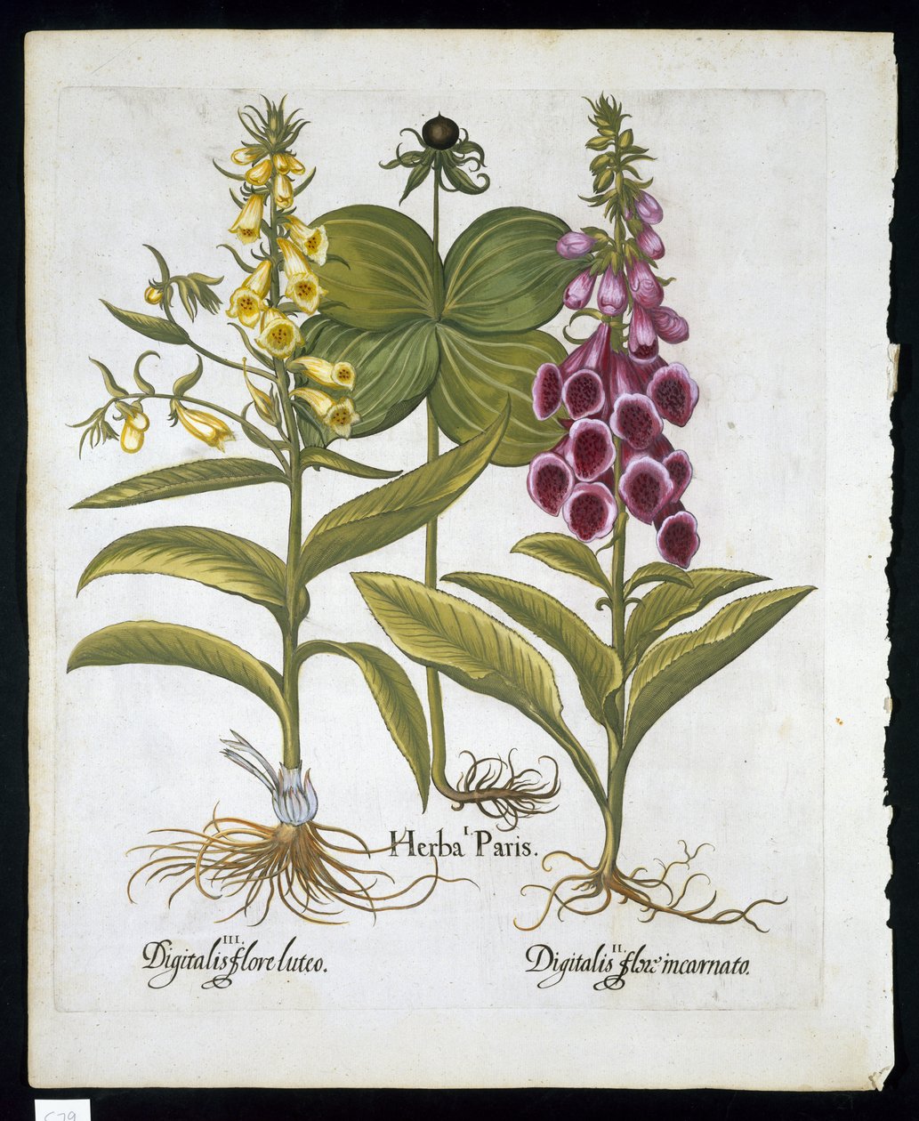 Hierba París (Solanum quadrifolium), Dedalera Común (Digitalis Purpurea) y Dedalera Amarilla Grande de Hortus Eystettensis por Basil Besler (1561-1629) publicado en 1613 de German School
