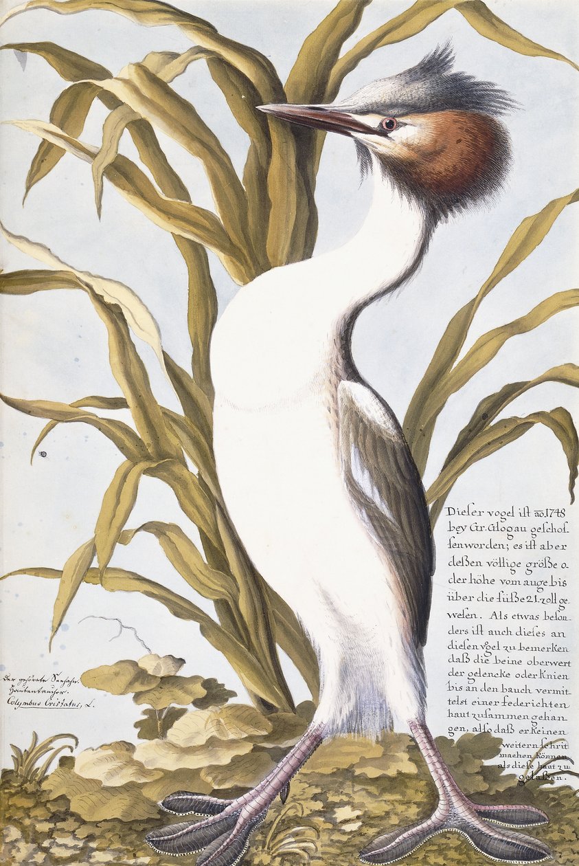 Garza, 1750-1800 de German School