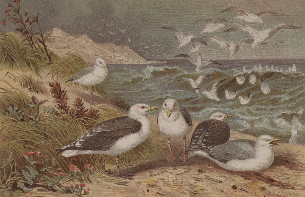 Gaviota argéntea y gaviota sombría, lámina de Brehms Tierleben: Allgemeine Kunde des Tierreichs, vol.6, p.108, publicada por Bibliographisches Institut, 1892 de German School
