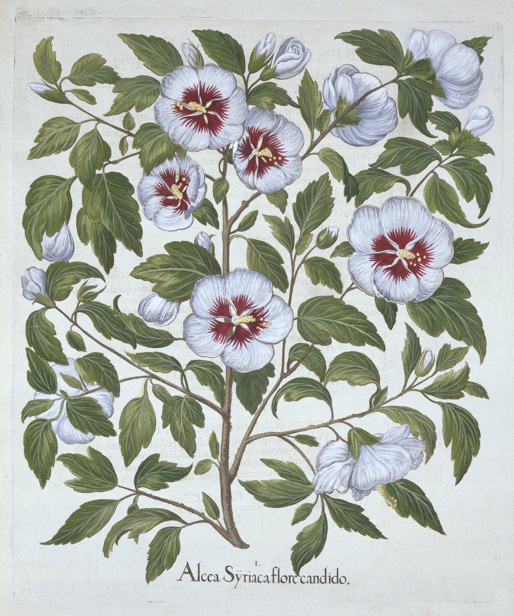 Hibiscus syriacus, de Hortus Eystettensis, por Basil Besler (1561-1629), pub. 1613 de German School