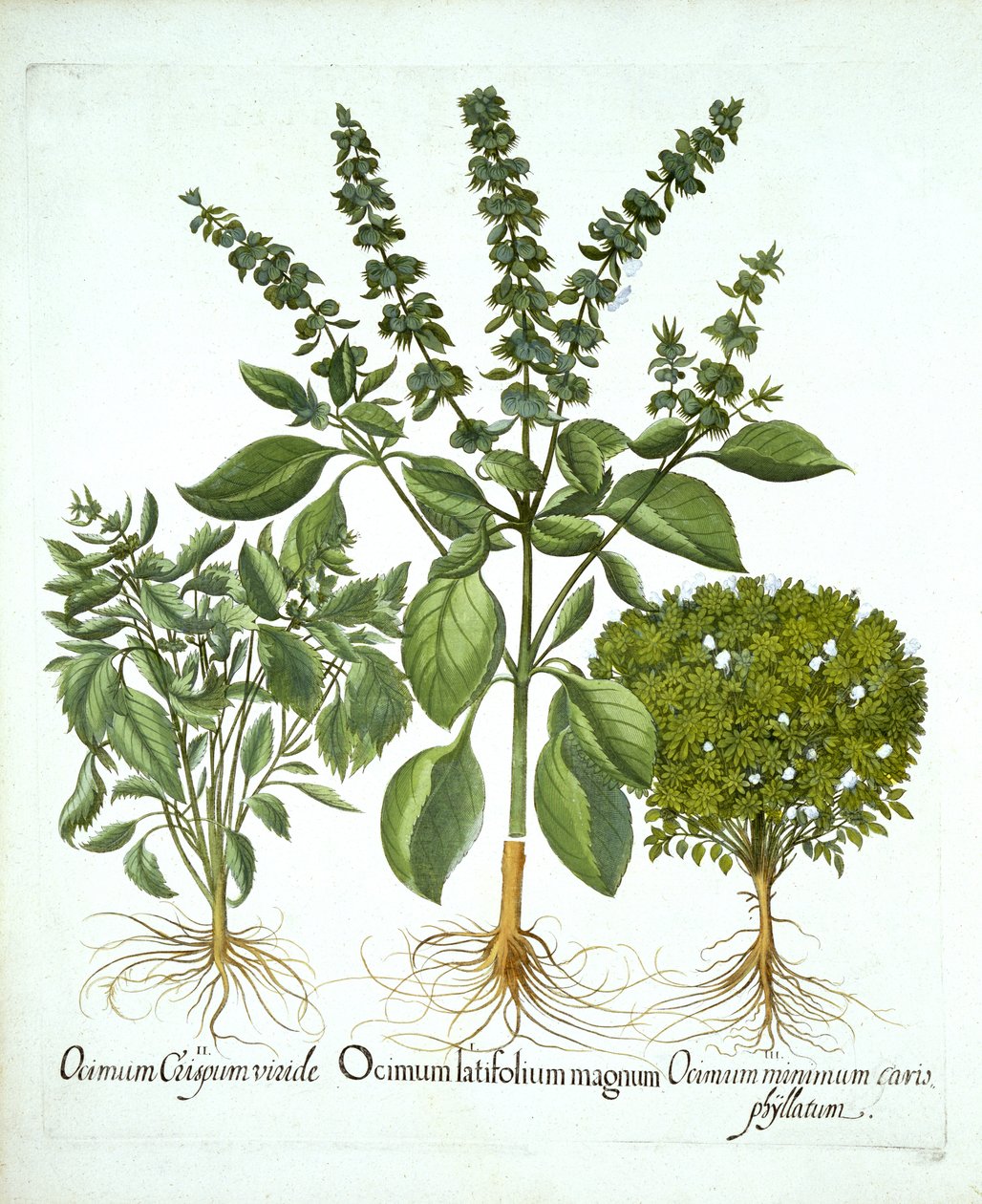 Albahaca sagrada y dos variedades más de albahaca, de "Hortus Eystettensis", por Basil Besler de German School