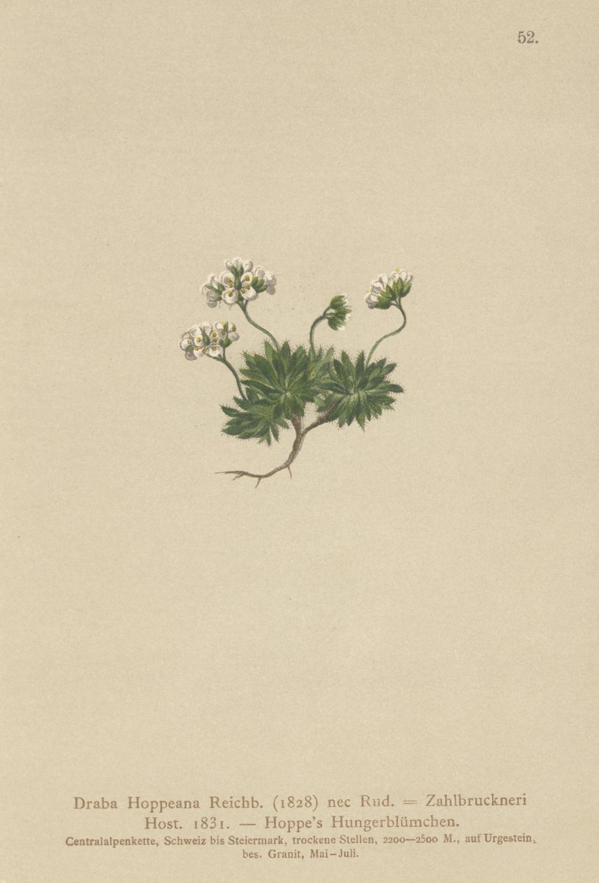 Draba de Hoppe (Draba hoppeana, Draba zahlbruckneri) de German School