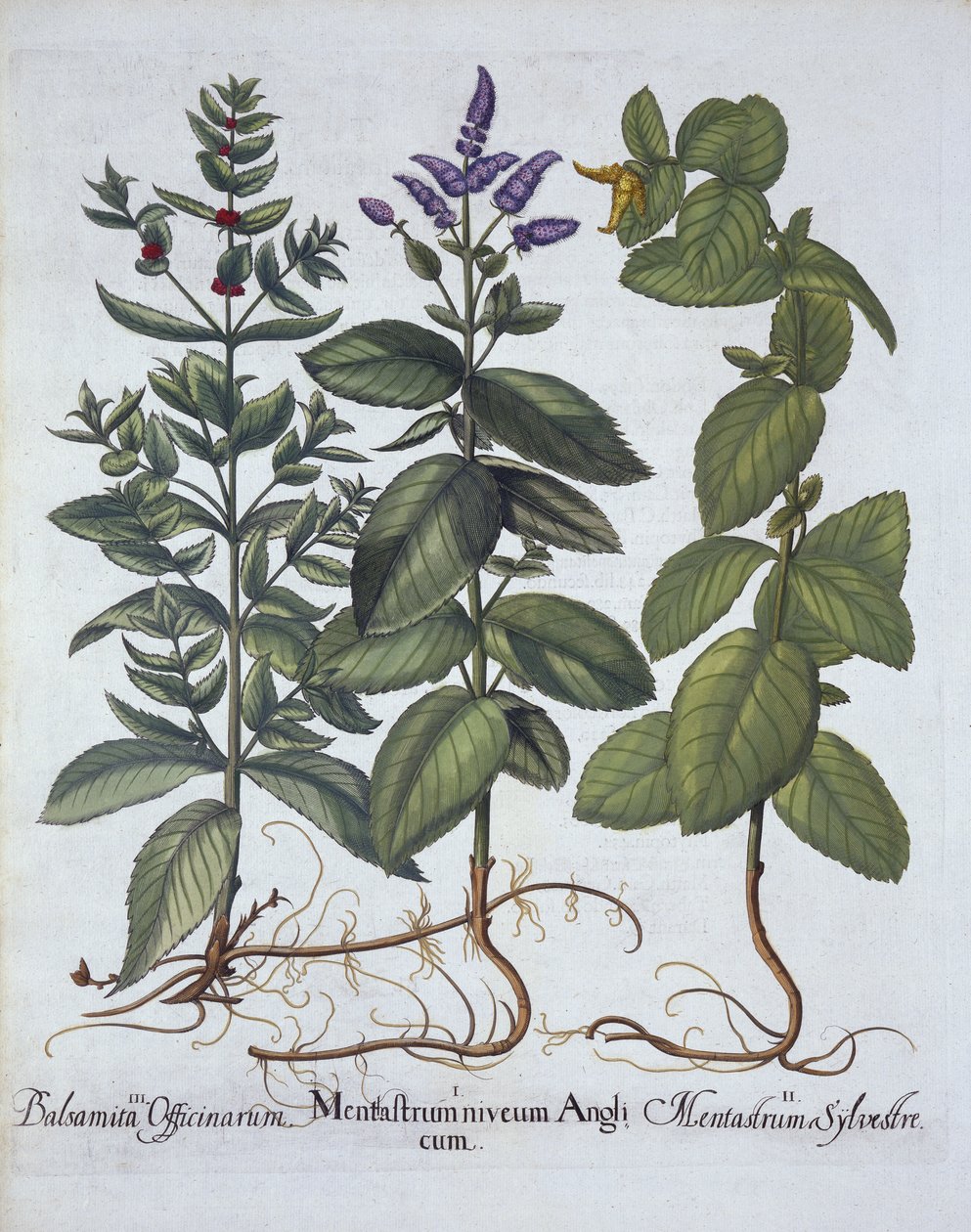 Menta de Caballo y Menta Verde, de Hortus Eystettensis, por Basil Besler (1561-1629), pub. 1613 de German School