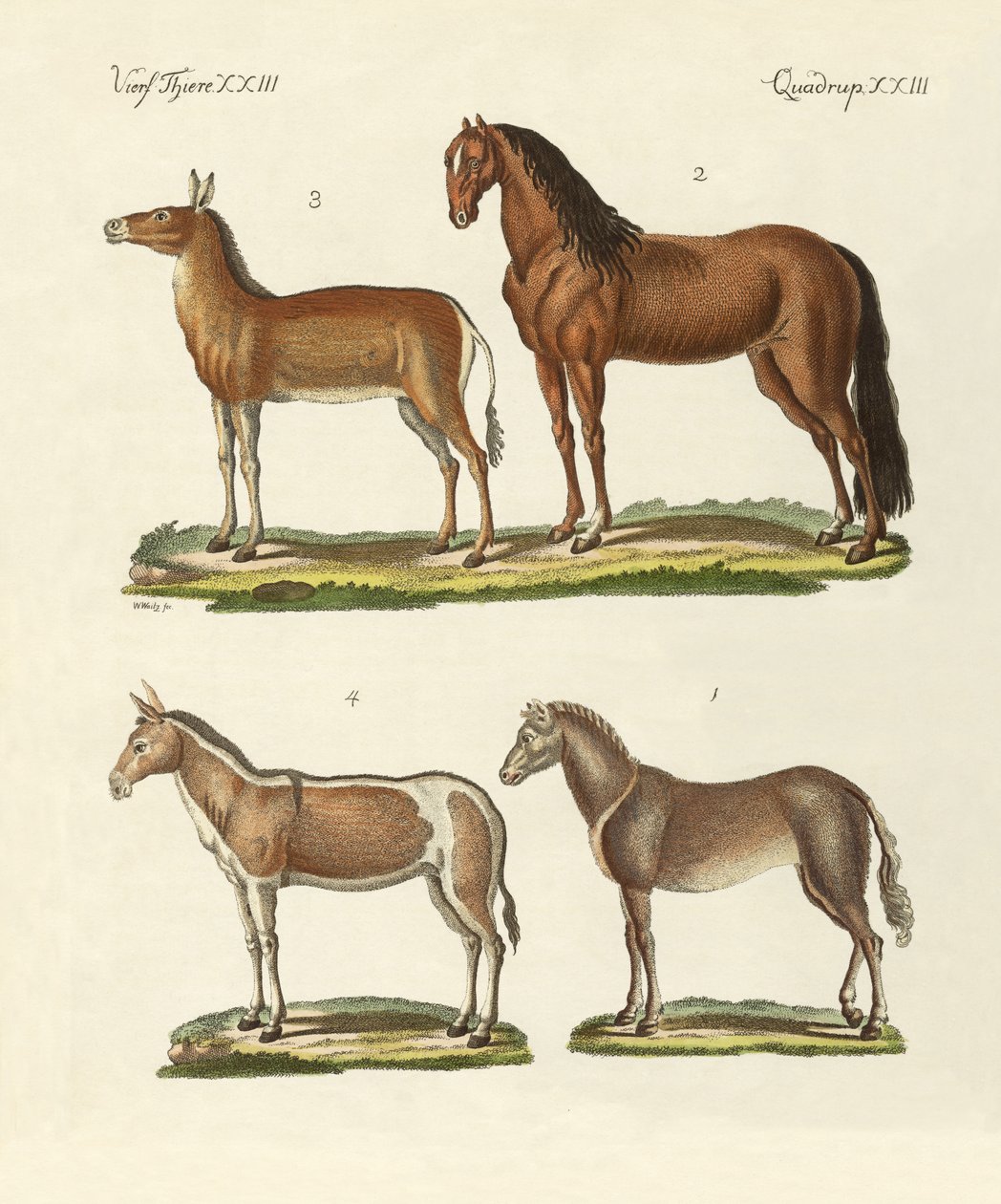 Caballos y burros de German School