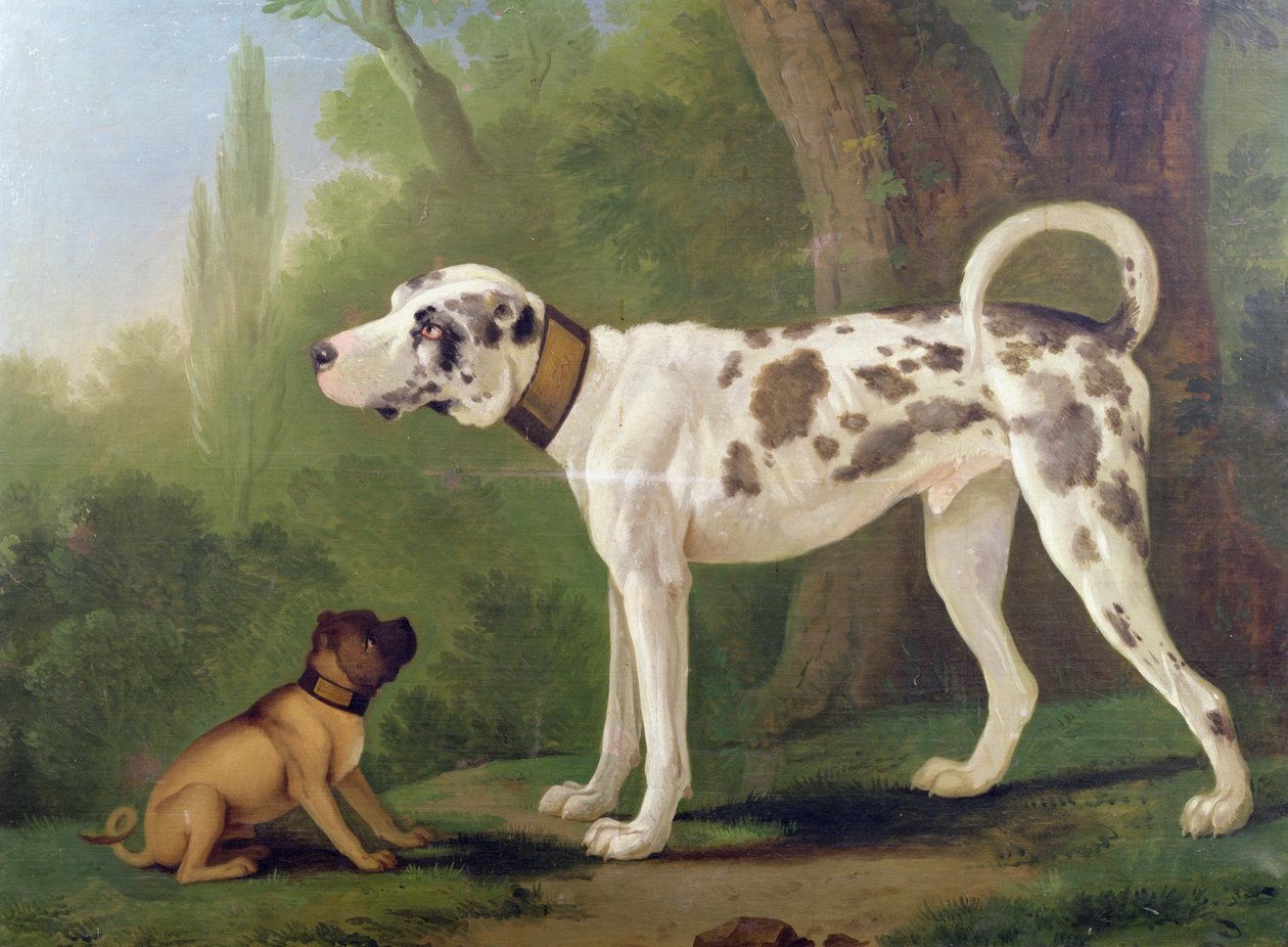 Sabueso y terrier de German School