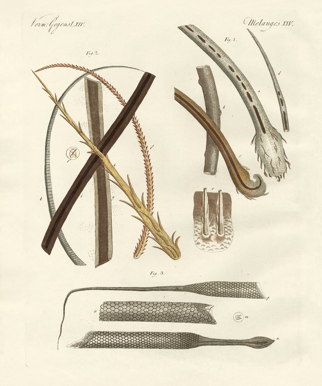 Cabellos humanos y animales de German School