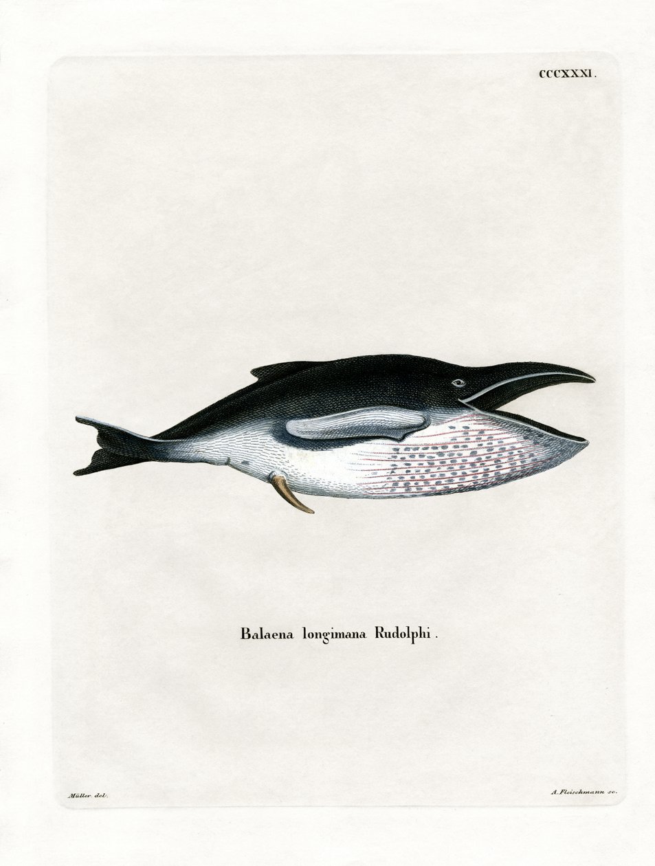 Ballena jorobada de German School