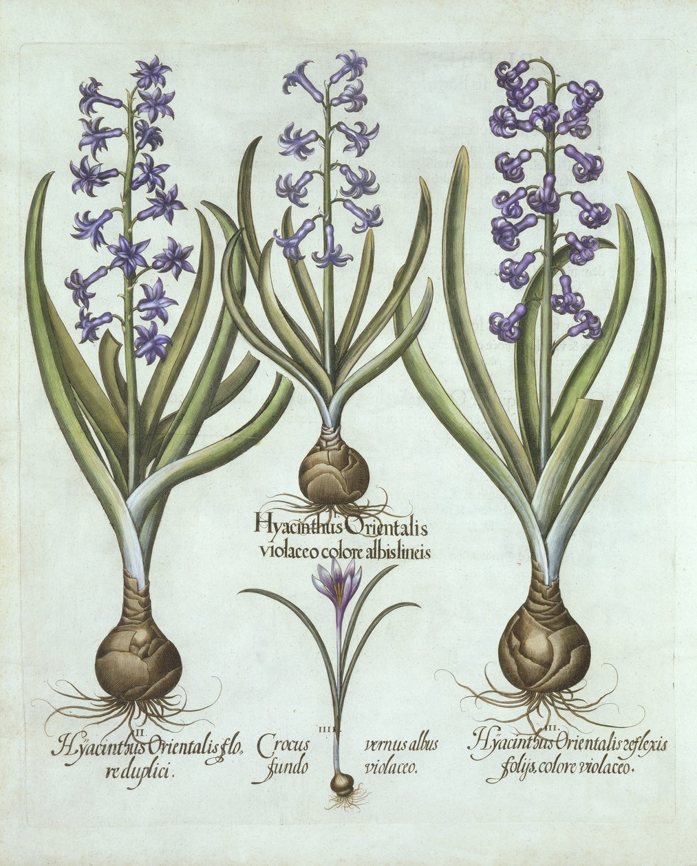 Jacintos y un Crocus de otoño, de Hortus Eystettensis, por Basil Besler (1561-1629), pub. 1613 de German School