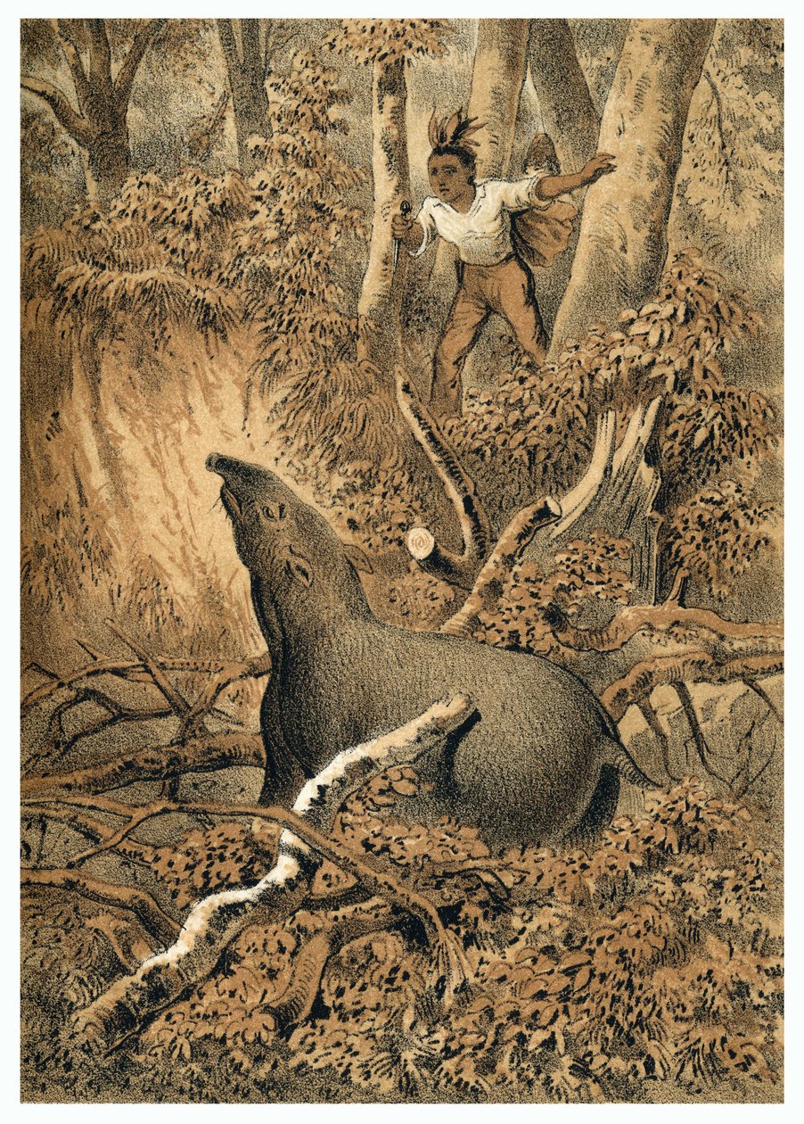 Ilustración, caza de tapires por indígenas en la selva amazónica. En "De Bootslieden der Amazon-River", Karl Muller, Países Bajos de German School