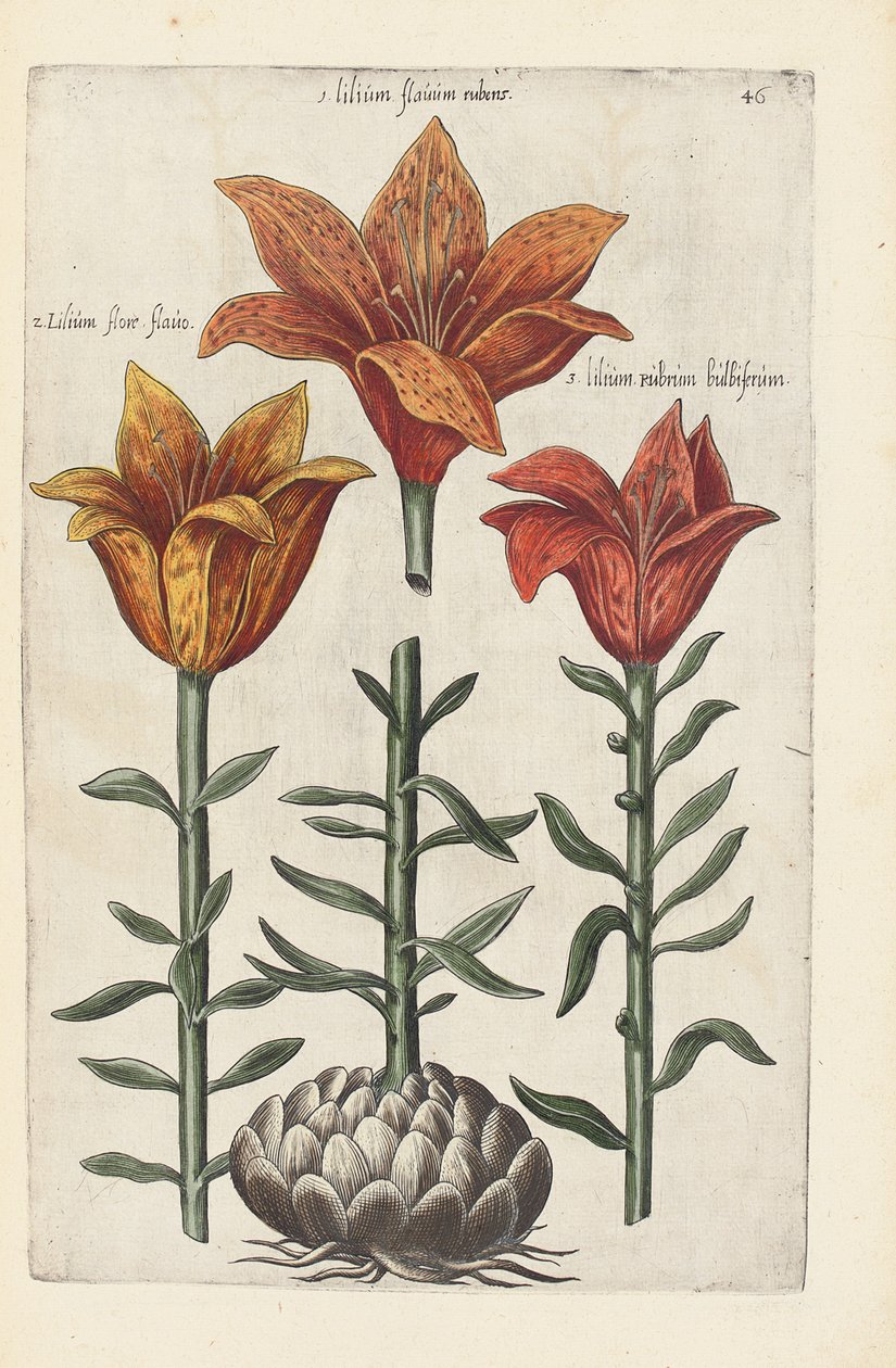 Ilustración de "Florilegium ... tractans de variis floribus et aliis indicis plantis as vivum delineatum in duabus partis et quatuor linguis concinnatum" por Emanuel Sweert, 1612-14 de German School