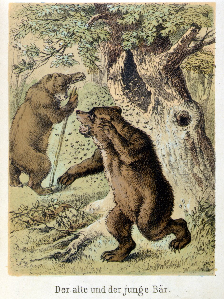 Ilustración de los cuentos de Franz Hoffmann "Cuentos y Fábulas - El joven oso y el viejo oso": un joven oso atacado por abejas. Cromolitografía del siglo XIX de German School