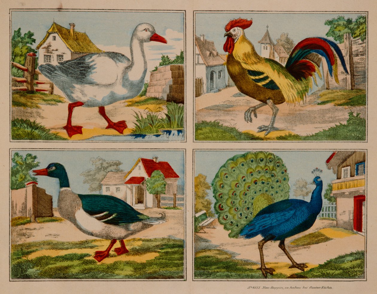 Ilustración que muestra un pato, ganso, pavo real y gallo, Neuruppiner Bilderbogen de German School