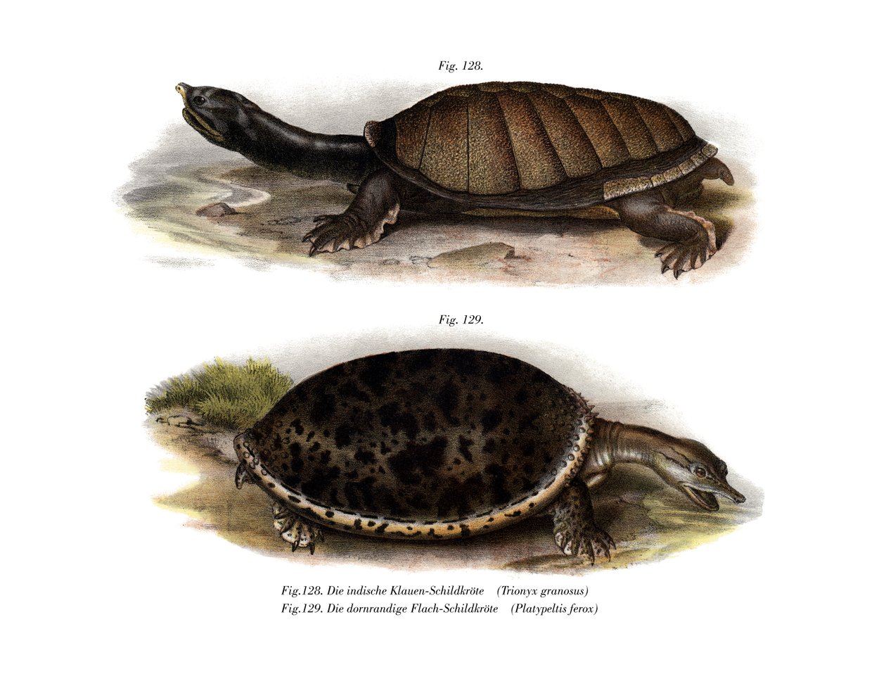 Tortuga de Caparazón Blando India | German School
