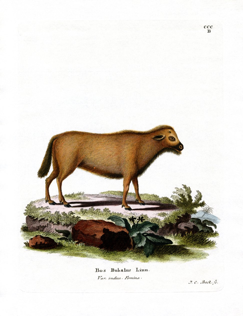 Búfalo de agua indio de German School