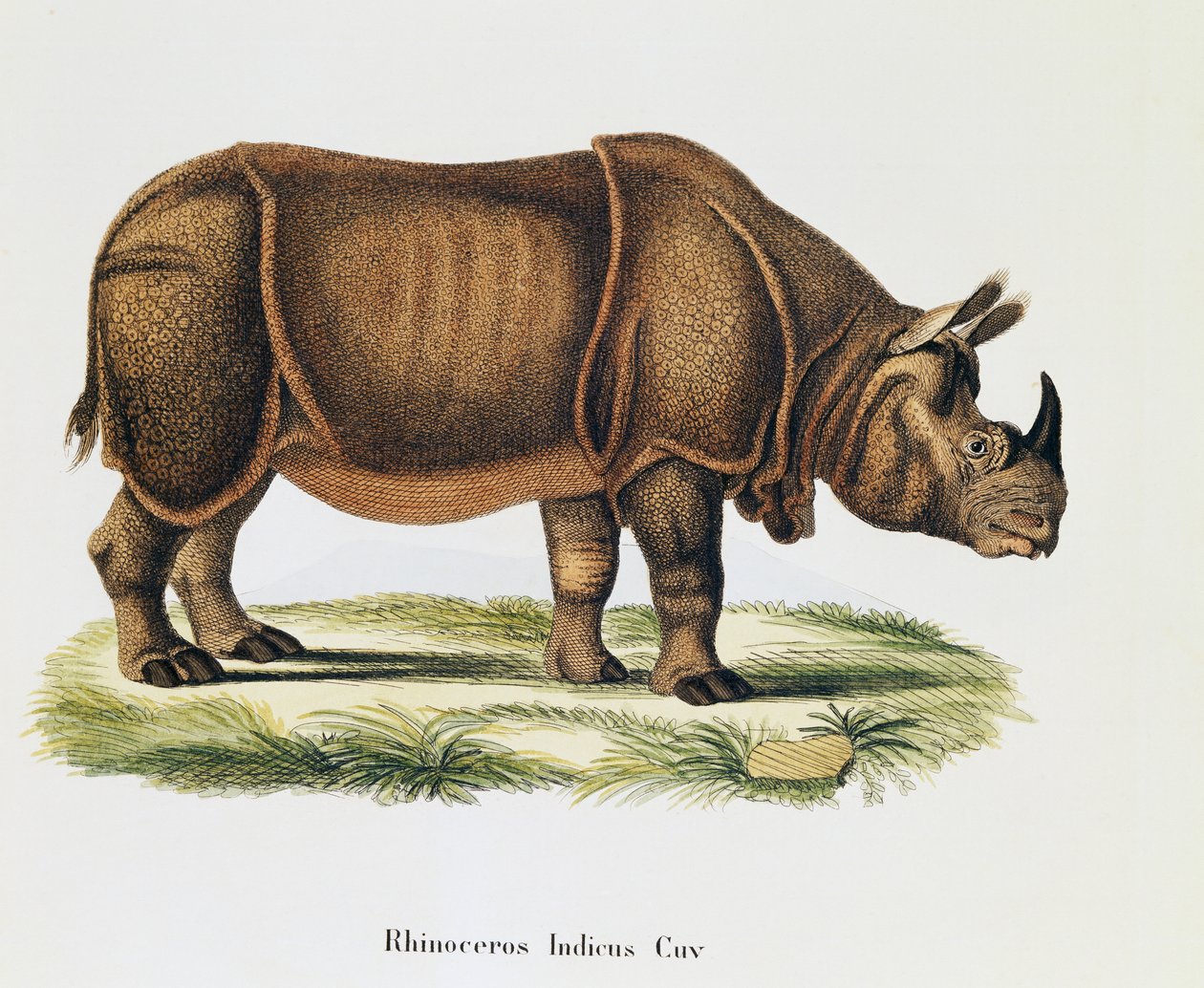 Rinocerontes indios (Rhinoceros indicus), de Mamíferos ilustrados de la Naturaleza con descripciones, por Johann Christian Daniel von Schreber (1739-1810), grabado y dibujo por A Fleischmann, volumen 6-7, tabla 317-D-D, Alemania de German School