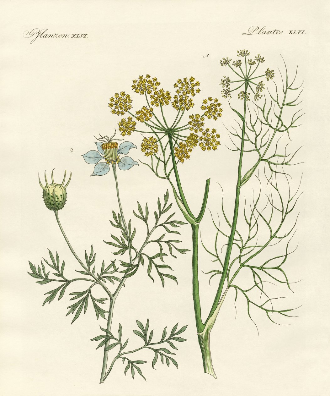 Plantas especias indígenas de German School