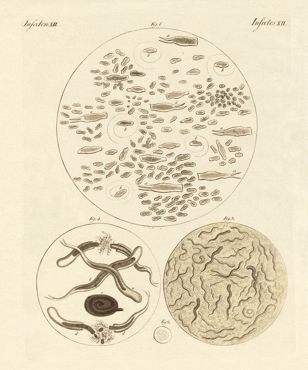 Animales de infusión de German School