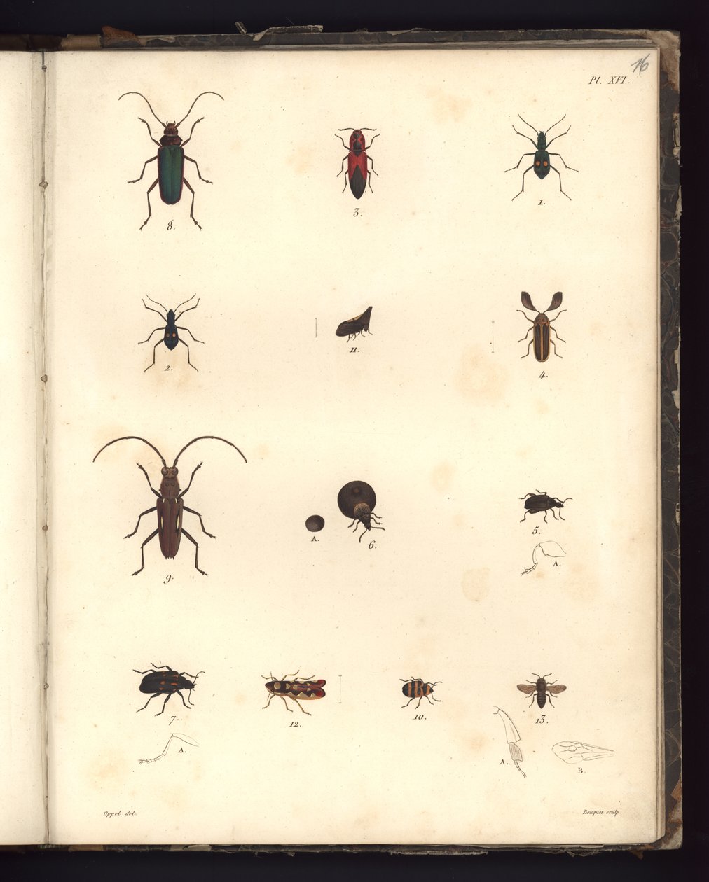 Insecta, Pl. XVI, ilustración de Recueil d