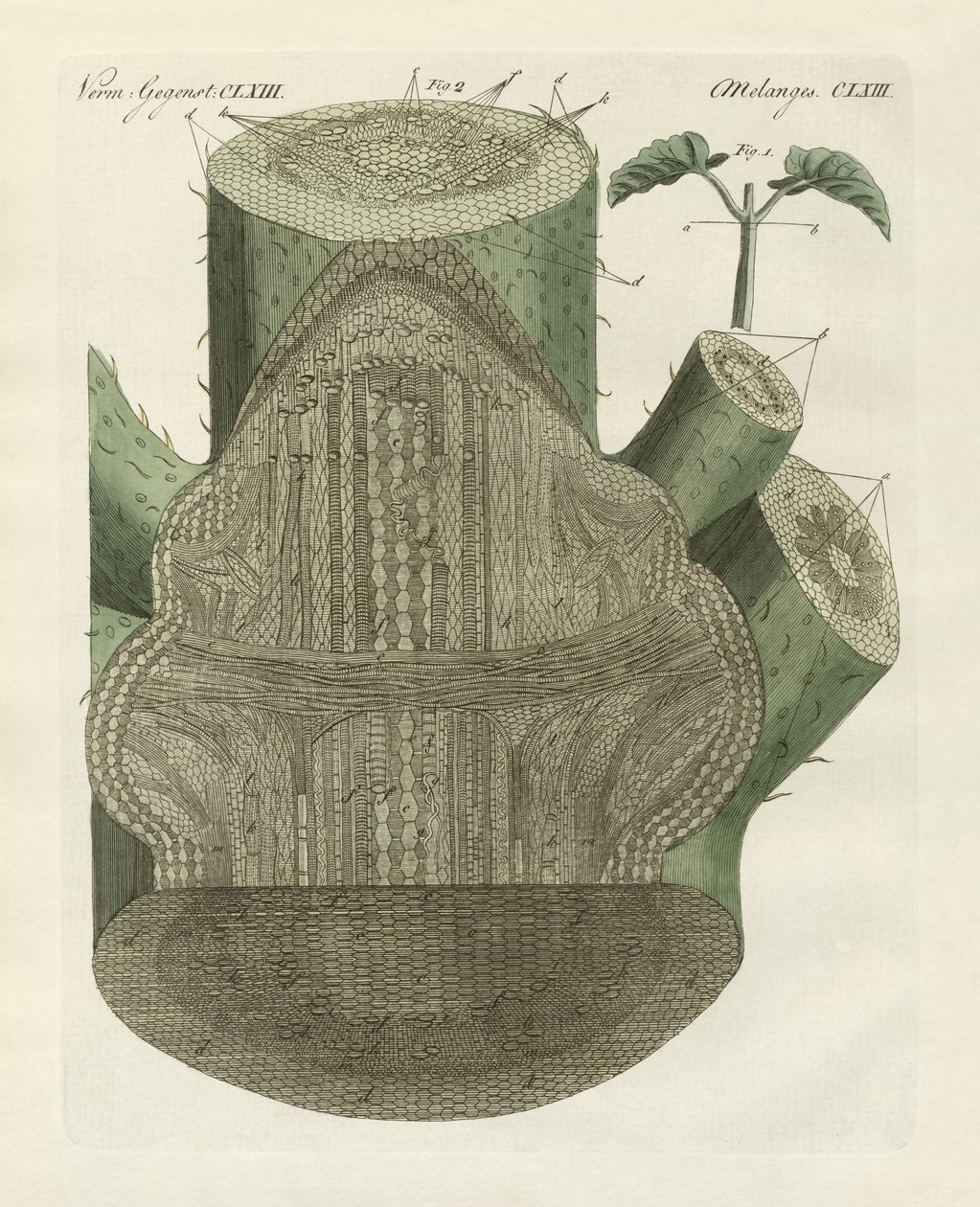 Agujero interno de la planta de frijol común (grabado coloreado) de German School