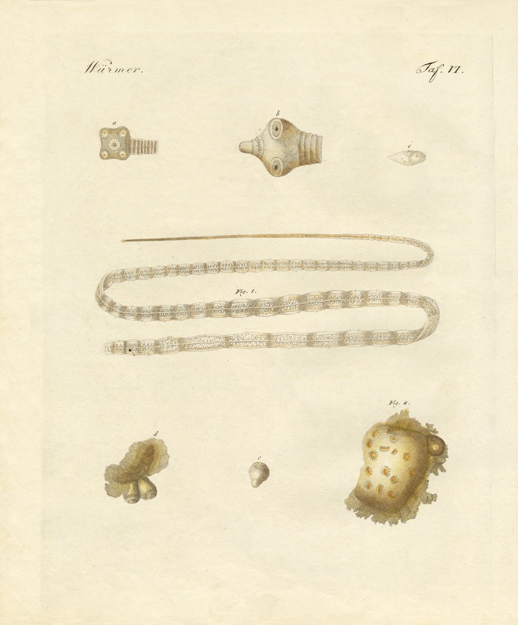 Gusanos intestinales de German School