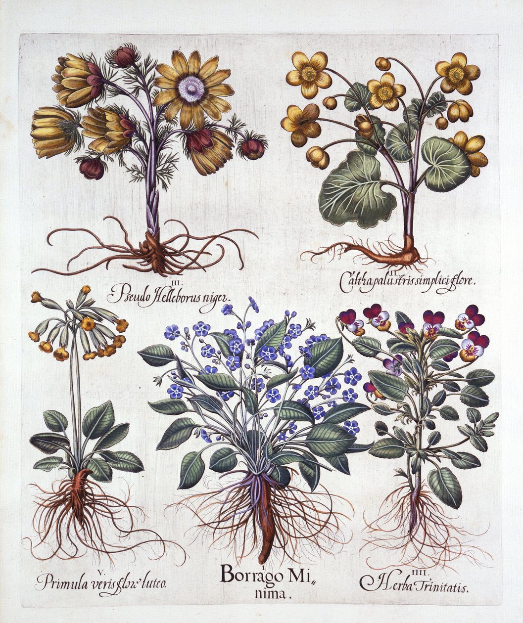Ipheion Rolf Fiedler, estrella de primavera, caléndula de pantano, pseudo eléboro, viola tricolor y prímula, de Hortus Eystettensis, por Basil Besler, pub. 1613 de German School