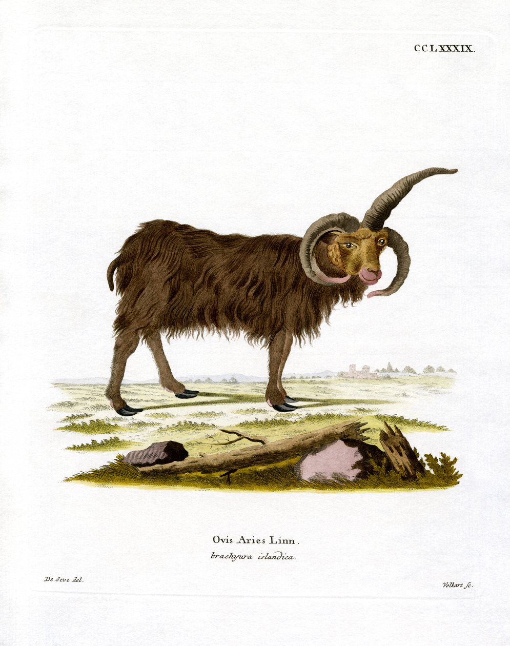 Oveja Jacob de German School