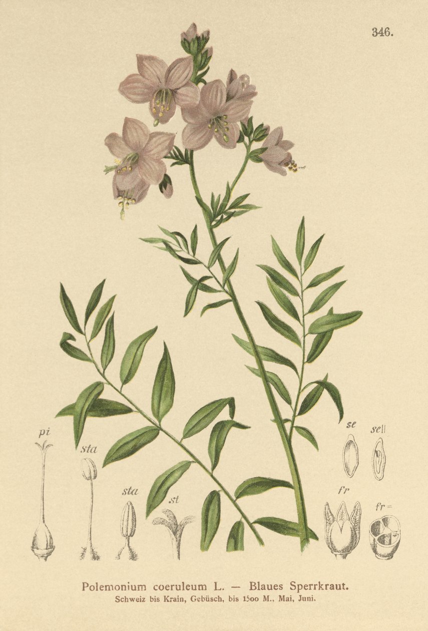 Escalera de Jacob (Polemonium coeruleum, Polemonium caeruleum) de German School