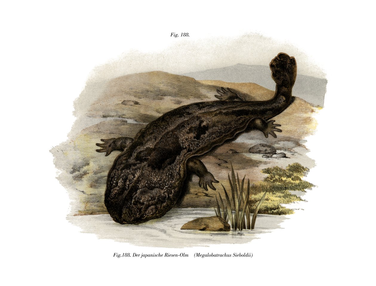 Salamandra Gigante Japonesa de German School