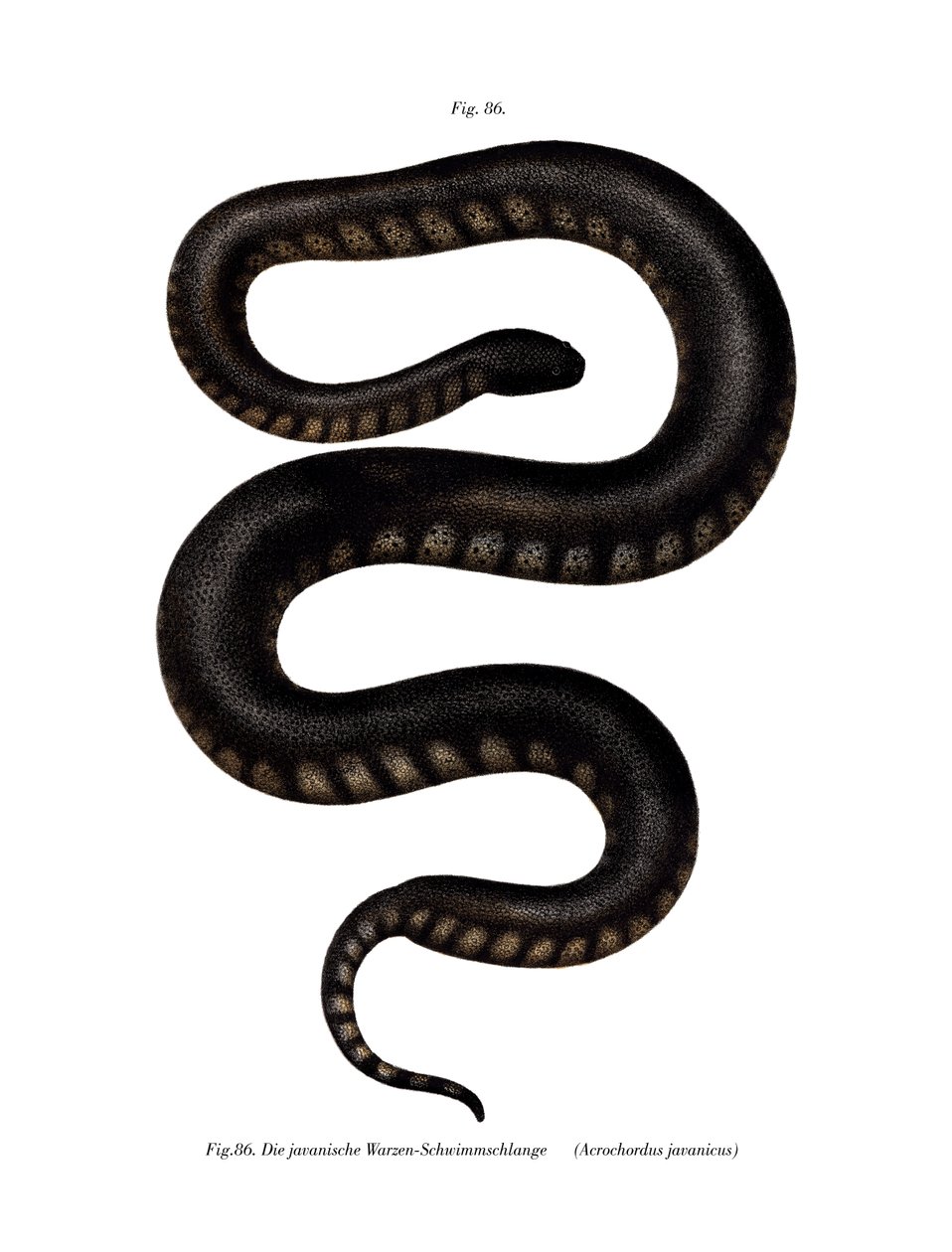 Serpiente de archivo de Java de German School