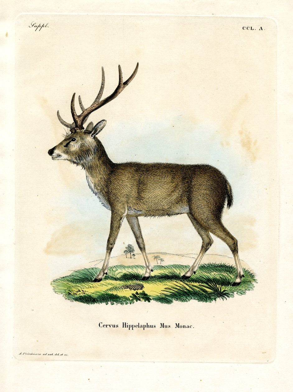 Rusa de Java de German School