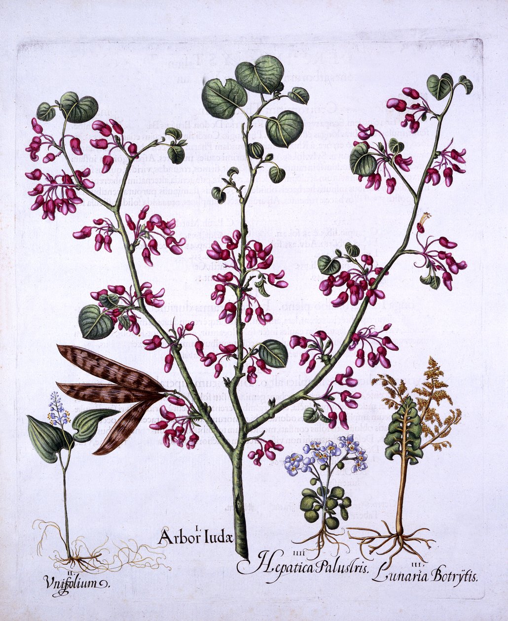 Árbol de Judas, Lirio de Mayo, Lunaria, Hepática, de Hortus Eystettensis, por Basil Besler, pub. 1613 de German School