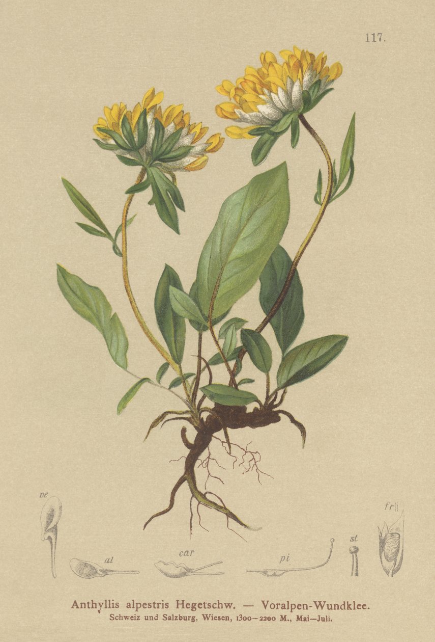 Vulneraria alpina de German School