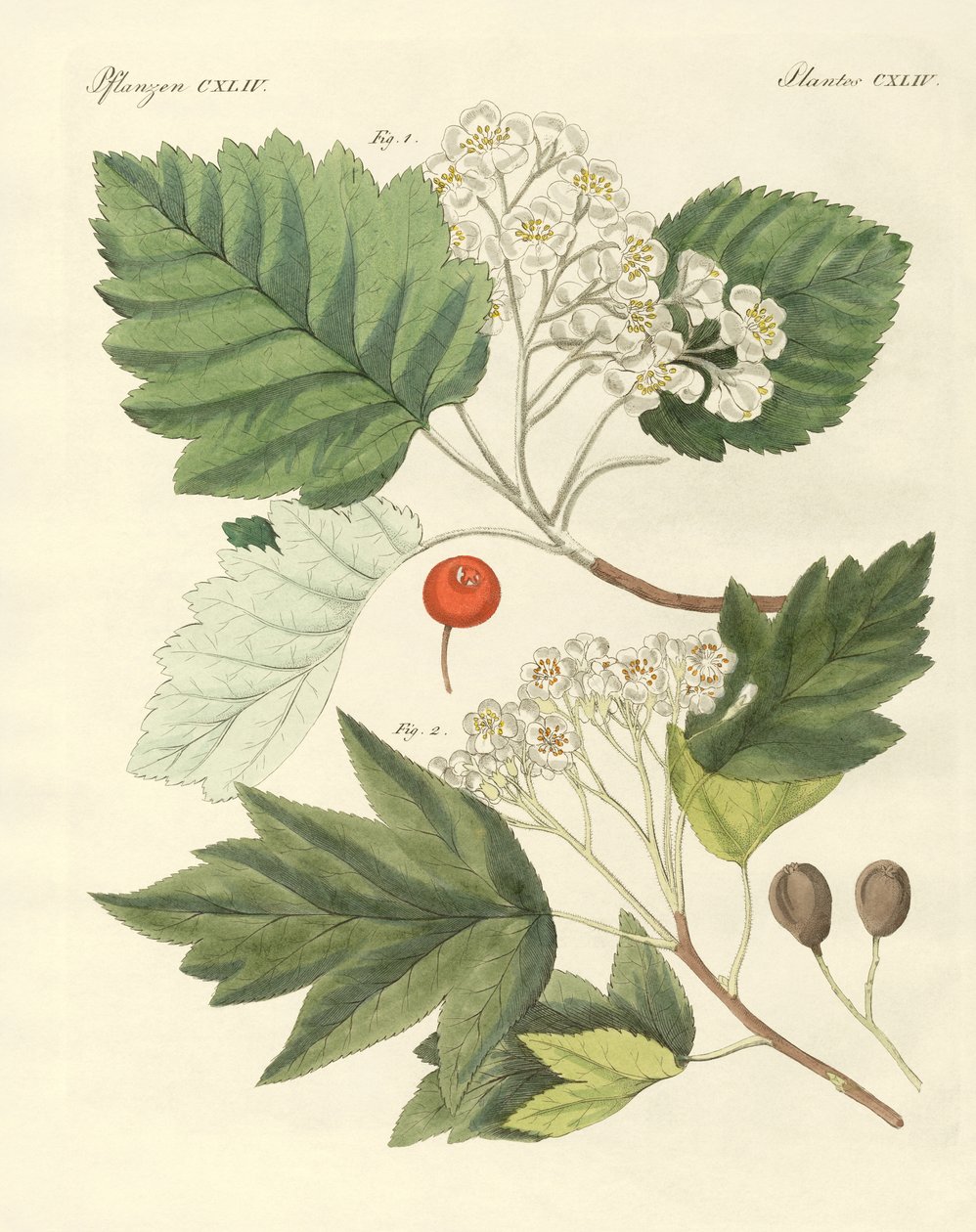 Tipos de madera alemana de German School