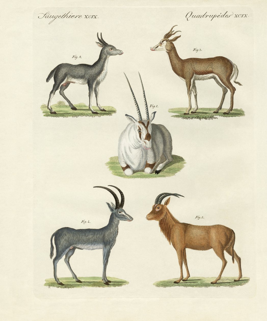 Tipos de antílopes de German School
