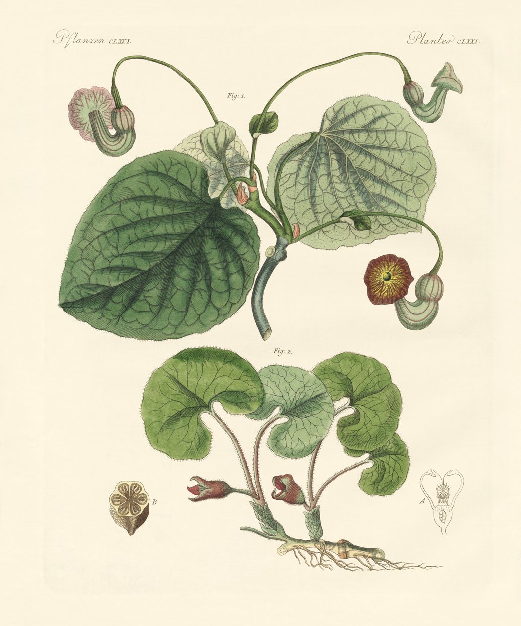 Tipos de plantas aristolochia de German School