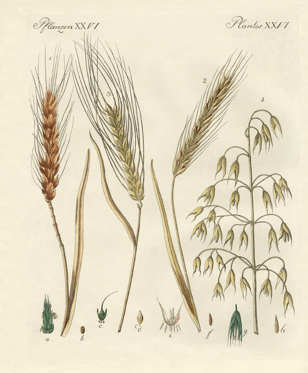 Tipos de grano de German School