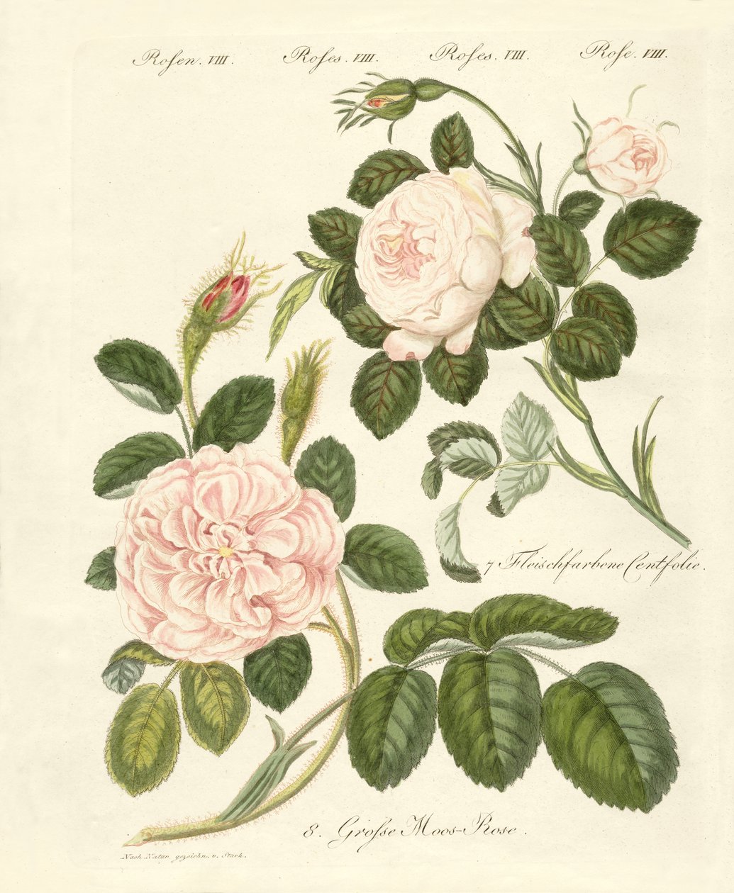 Tipos de rosas de German School