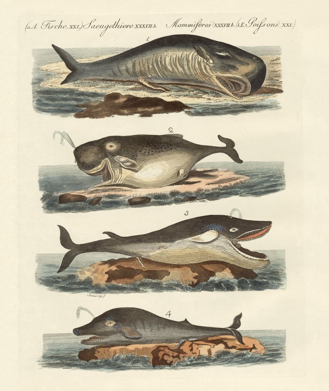 Tipos de ballenas de German School