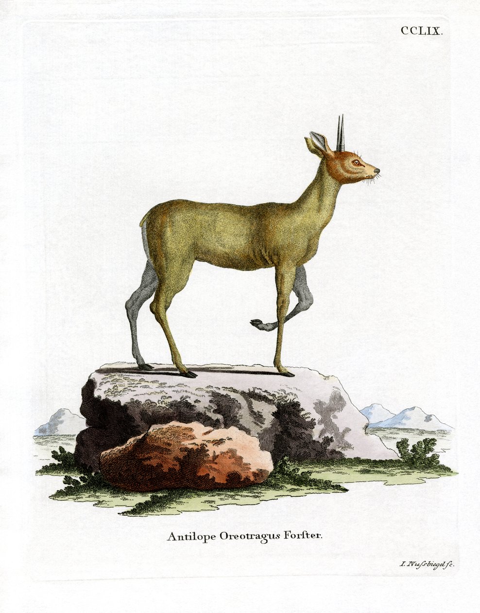 Klipspringer de German School