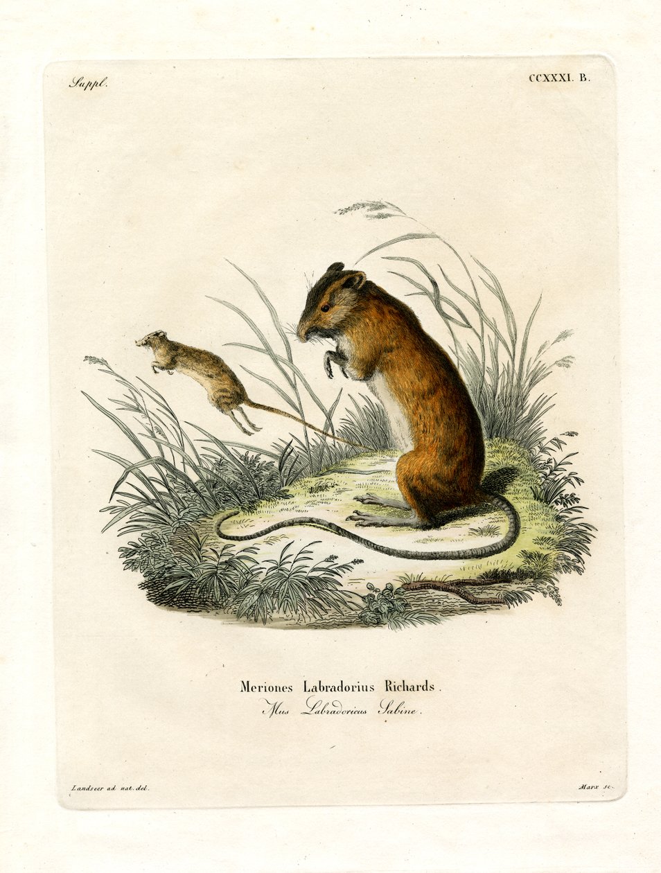 Ratón Saltador de Labrador de German School