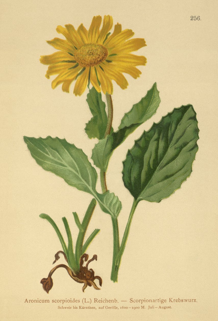 Matacabras de flores grandes (Aronicum scorpioides, Doronicum grandiflorum) de German School